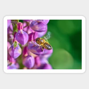 Bee descending on a lupin Sticker